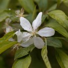 Dwarf Almond Tree - 20 Seeds