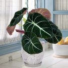 alocasia Elephant Ear Seeds Taro 'Black Velvet' 20 Seeds