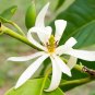 Michelia Alba Flower White Flowers - 20 Seeds