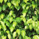 Ficus Lyrata Bonsai Tree, Indoor Potted Balcony Banyan Tree Leaf Bonsai - 50 See
