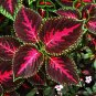 Daji Series Coleus Striking Black Leaves with Red and Magenta Veins - 100 Seeds