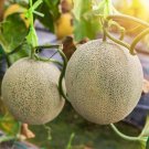 New Green Muskmelon Sweet Melon - 20 Seeds