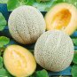 New Green Muskmelon Sweet Melon - 20 Seeds