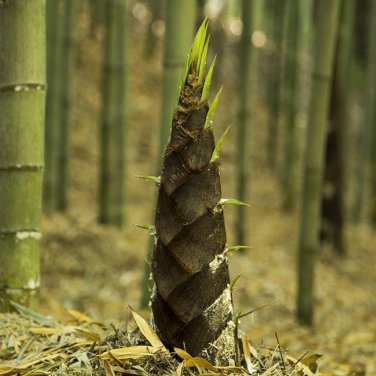 China Moso Bamboo Shoots Tasty Vegetable - 30 Seeds