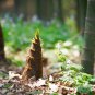 China Moso Bamboo Shoots Tasty Vegetable - 30 Seeds