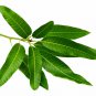Organic Mango Leaf Powder For Diabetic Pure & 100% Natural 200g