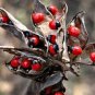 Natural Crab's Eye Seeds Rosary Pea/Peonia/Coral Beads For Make Fashion Jewelry 250 Seeds