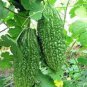 Organic Bitter Melon /Gourd Powder With Seeds Control Blood Sugar & Diabetics 250 g
