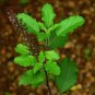 Organic Dried Tulsi Leaves Holy Basil (Ocimum tenuiflorum) Herb 200 g