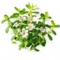 Organic Bacopa Powder Brain Health,Memory Booster, Focus Function & Clarity 200 g