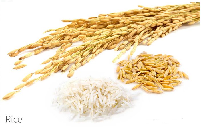 Rice Flour Red/Brown & White (Oryza Sativa) Gluten Free Organic 250 g