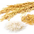 Rice Flour Red/Brown & White (Oryza Sativa) Gluten Free Organic 250 g Rice Flour Red/Brown & White (Oryza Sativa) Gluten Free Organic 250 g