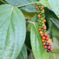 Ceylon Organic White Pepper  Whole Spice Peppercorns Seeds 200 g