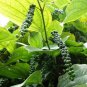 Ceylon Organic White Pepper  Whole Spice Peppercorns Seeds 200 g