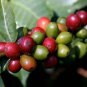 Organic Green Coffee Beans Raw Unroasted (Coffea Arabica) Whole Seeds Sri Lanka 100 g