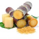 Organic Black Cane Sugar Sugarcane Saccharum Powder 225 g Organic Black Cane Sugar Sugarcane Saccharum Powder 225 g
