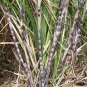 Organic Black Cane Sugar Sugarcane Saccharum Powder 225 g
