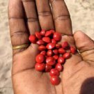 Natural Seeds Red Lucky Coral Wood Beads Make Uncommon Fashion Jewelry Designs 100 Seeds