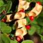 Natural Seeds Red Lucky Coral Wood Beads Make Uncommon Fashion Jewelry Designs 100 Seeds