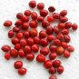 Natural Seeds Red Lucky Coral Wood Beads Make Uncommon Fashion Jewelry Designs 100 Seeds