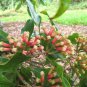 Organic Clove 100g Powder/Caryophylli flos Home Garden Ground Best Spice Sri Lanka
