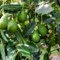 Organic Avocado Fruit Powder 200 g Dried/Dehydrated Pure Natural High in Nutritions