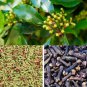 Ceylon Organic Dried Whole Clove 100g Caryophylli Flos Pods Best Aroma Spice