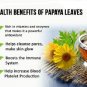 Organic Papaya Leaf Herbal 75 Tea Bags Caffeine Free Platelet increase Anti Dengue