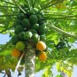 Organic Papaya Leaf Herbal 75 Tea Bags Caffeine Free Platelet increase Anti Dengue