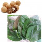 Dried 25 Betel Leaves(Paan)With 10 Betel Nuts Areca/Supari Mouth Freshener Herbal Chew