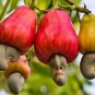 Pure Organic Burnt Whole Cashew Nut 200 g Best Cashews From Sri Lanka