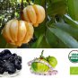 Organic Dried Garcinia Cambogia Brindleberry HAC Weight Loss & Lower Cholesterol 100g