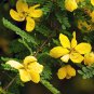 Natural Organic Dried Senna Flowers 200 g Whole Herb Ayurvedic Herbal Drink Sri Lanka