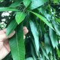 Pure Organic Dried Dehydrated Mango Leaves (100 Leaves) Boost Fertility, Anti-Diabetics
