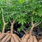 Organic Tapioca Cassava Flour Manioc Mogo Yuca Mandioca Healthy 400 g
