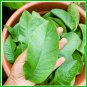 Organic Guava Leaf Powder 200 g Herbal Tea Remedy For Hair loss, Skin Care & Diabetic