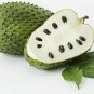 Pure Organic Soursop/Graviola/Annona/ Muricata Leaf Coarse Tea Cut Loose 200 g