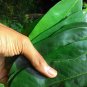Pure Organic Soursop/Graviola/Annona/ Muricata Leaf Coarse Tea Cut Loose 200 g