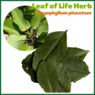 Organic Dried Kalanchoe Pinnata Leaves (Bryophyllum Pinnatum) Leaf of Life Herb 450 g Organic Dried Kalanchoe Pinnata Leaves (Bryophyllum Pinnatum) Leaf of Life Herb 450 g