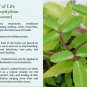 Organic Dried Kalanchoe Pinnata Leaves (Bryophyllum Pinnatum) Leaf of Life Herb 450 g