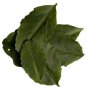 Organic Dried Kalanchoe Pinnata Leaves (Bryophyllum Pinnatum) Leaf of Life Herb 450 g