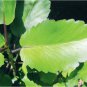 Organic Dried Kalanchoe Pinnata Leaves (Bryophyllum Pinnatum) Leaf of Life Herb 450 g