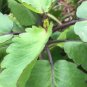 Organic Dried Kalanchoe Pinnata Leaves (Bryophyllum Pinnatum) Leaf of Life Herb 450 g