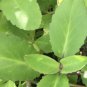 Organic Dried Kalanchoe Pinnata Leaves (Bryophyllum Pinnatum) Leaf of Life Herb 450 g