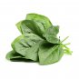 Organic Spinach 200 g Powder Enrich With Natural Vitamins & Minerals Strengthen Bones