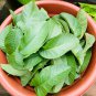 Dried Guava Leaf Powder 100% Pure Organic For Antidiabetic & Hair Loss 200g