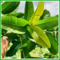 Dried Guava Leaf Powder 100% Pure Organic For Antidiabetic & Hair Loss 200g