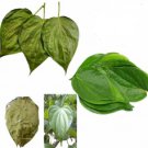 Organic Dried Piper Betel Leaves (Paan) Hot Air Dehydrated Herbal 50 Leaves