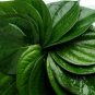 Organic Dried Piper Betel Leaves (Paan) Hot Air Dehydrated Herbal 50 Leaves
