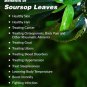 Organic Dried Soursop/Graviola/Guanabana/Annona Muricata Natural Herbal 200 Leaves